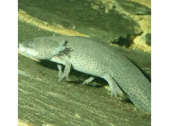 JBL Terraristik^Pronovo Lotl Grano M 250 ml