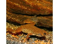 JBL Terraristik^Pronovo Lotl Grano M 250 ml