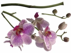 Komar Deko-Sticker Orchidee 100 cm x 70 cm