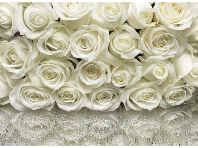 Komar Fototapete A la Rose 368 x 254 cm