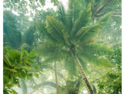 Komar Fototapeten^Fototapete Climber Canopy 300 cm x 250 cm