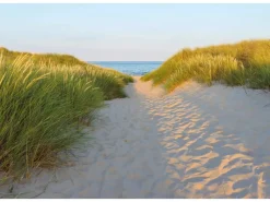 Komar Fototapeten^Fototapete Sandy Path 368 cm x 254 cm FSC®