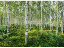 Komar Fototapete Sunny Day Grün 368 x 254 cm 611007