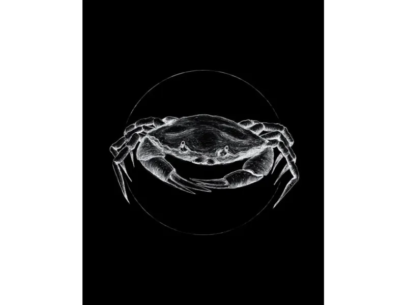 Komar Wandbild Crab Black 30 x 40 cm