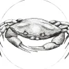 Komar Poster^Wandbild Crab White 50 x 70 cm