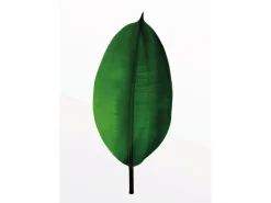 Komar Wandbild Ficus Leaf 30 x 40 cm