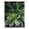 Komar Poster^Wandbild Succulent Single 40 cm x 50 cm