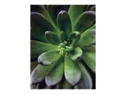 Komar Poster^Wandbild Succulent Single 40 cm x 50 cm