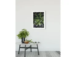 Komar Poster^Wandbild Succulent Single 40 cm x 50 cm