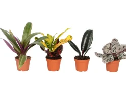 Mini Grünpflanze in Sorten Höhe ca. 10-15 cm Topf-Ø ca. 6 cm