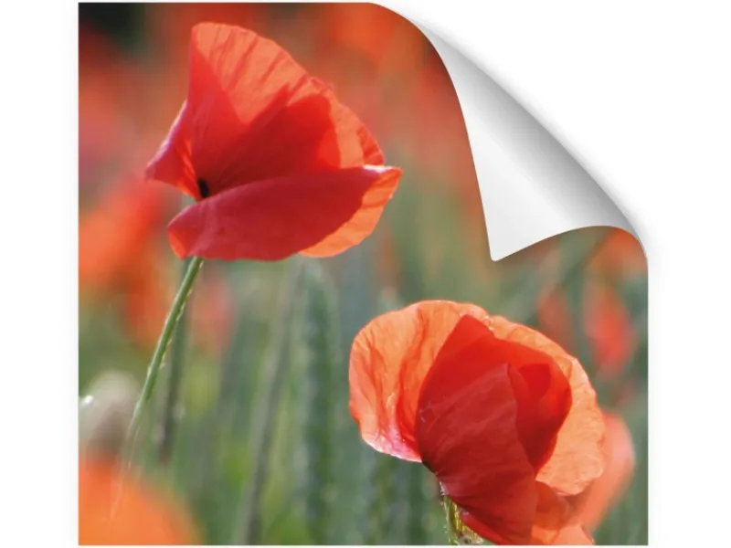 Myspotti Küchenrückwandfolie Mohn Selbstklebend 220 cm x 60 cm