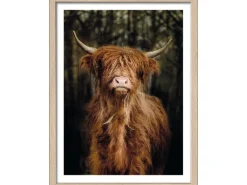 Pro Art Bild Framed Art Scottish Highland cattle VI 40 cm x 30 cm