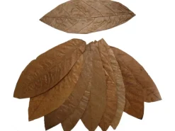 Proflora Cacao Blätter Groß