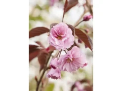 Prunus Serrulata Royal Burgundy Zierkirsche Dunkelrosa 60–100 cm