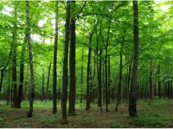 Sanders & Sanders Fototapete Bewaldete Landschaft Grün 360 x 254 cm 600401