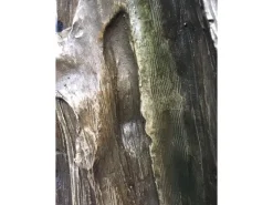 Vogeltränken^Silex Kunststeinbrunnen Ginkgo