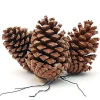 Tannenzapfen am Draht 10-14 cm Natur