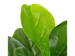 Kunstpflanzen^vidaXL Künstliche Pflanze Geigen-Feige mit Topf Grün 90 cm