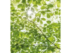 Komar Vlies Fototapete Im Frühlingswald 250x280 cm