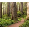Komar Vlies Fototapete Redwood Trail 450x280 cm