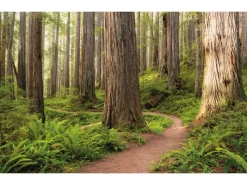 Komar Vlies Fototapete Redwood Trail 450x280 cm