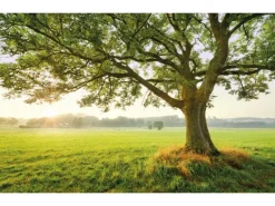 Komar Vlies Fototapete The Magic Tree 450x280 cm