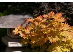 Acer Palmatum Autumn Moon Japanischer Ahorn Gelb-Orange 80–100 cm