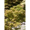 Acer Palmatum Kamagata Japanischer Ahorn 40–60 cm