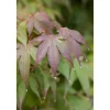 Outlet Acer Palmatum Moonfire Japanischer Ahorn Rot 40–60 cm