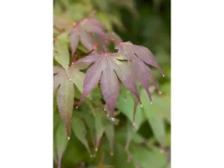 Outlet Acer Palmatum Moonfire Japanischer Ahorn Rot 40–60 cm