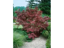 Outlet Acer Palmatum Moonfire Japanischer Ahorn Rot 40–60 cm