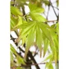 Hot Acer Palmatum Orange Dream Japanischer Ahorn Orange 60–80 cm