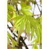 Acer Palmatum Orange Dream Japanischer Ahorn Orange 70–80 cm