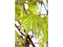 Acer Palmatum Orange Dream Japanischer Ahorn Orange 70–80 cm