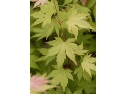 Acer Palmatum Orange Dream Japanischer Ahorn Orange 70–80 cm