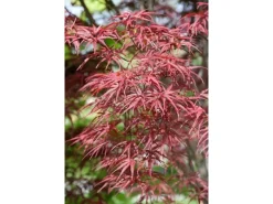 Online Acer Palmatum Red Pygmy Japanischer Ahorn Rot 80 cm Stammhöhe