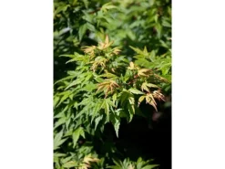 Acer Palmatum Seiun Kaku Japanischer Ahorn 60–80 cm
