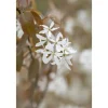 Best Amelanchier Ballerina Felsenbirne Weiß 60–100 cm