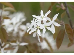 Best Amelanchier Ballerina Felsenbirne Weiß 60–100 cm