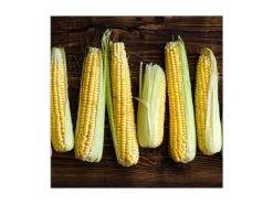 Sale Banjado Großer Schlüsselkasten Glas 30x30cm Schwarz Scharnier Rechts 50 Haken Beschreibbar Magnetisch Motiv Maiskolben