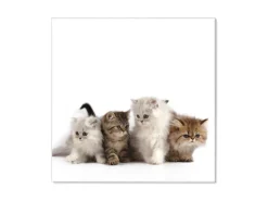 Banjado Magnettafel 50x50cm Magnetwand Weiß Aus Metall Magnetpinnwand Pinnwand Inkl. 4 Magnete Motiv Kaetzchen