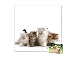 Banjado Magnettafel 50x50cm Magnetwand Weiß Aus Metall Magnetpinnwand Pinnwand Inkl. 4 Magnete Motiv Kaetzchen