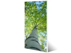 Clearance Banjado Magnettafel 37x78cm Magnetwand Weiß Aus Metall Magnetpinnwand Pinnwand Inkl. 4 Magnete Motiv Zwischen Bäumen 5