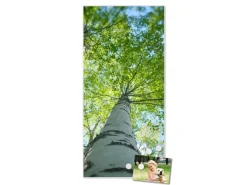 Clearance Banjado Magnettafel 37x78cm Magnetwand Weiß Aus Metall Magnetpinnwand Pinnwand Inkl. 4 Magnete Motiv Zwischen Bäumen 5