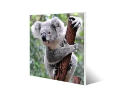 Clearance Banjado Magnettafel 50x50cm Magnetwand Weiß Aus Metall Magnetpinnwand Pinnwand Inkl. 4 Magnete Motiv Koala