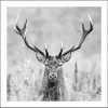 Online Pro Art Bild mit Rahmen Anonymus Grey Deer Dead II 52,5 cm x 52,5 cm