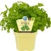 Blu Bio-Petersilie Glatt Topf-Ø ca. 12 cm Petroselinum