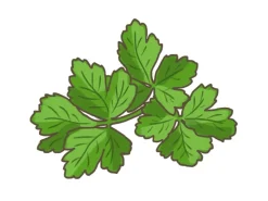 Blu Bio-Petersilie Glatt Topf-Ø ca. 12 cm Petroselinum