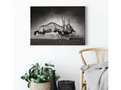 Bricoflor Schwarz Weiß Tierbild Oryx Antilope Bild Ideal Für Wohnzimmer Und Büro Modernes Leinwandbild Mit Tierfotografie Auf Keilrahmen