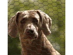 CCLIFE Hühnerzaun Geflügelnetz 45mm Maschenweite 100cm Höhe 50m Länge PVC-Beschichtet